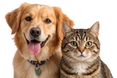 สัตว์เลี้ยง